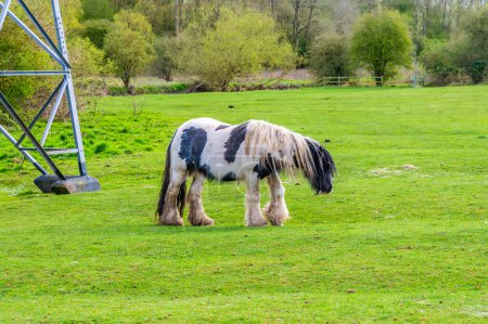 Blick auf ein Piebald-Pferd, das im Frühling in Aylestone Meadows, Leicester, Großbritannien, weidet