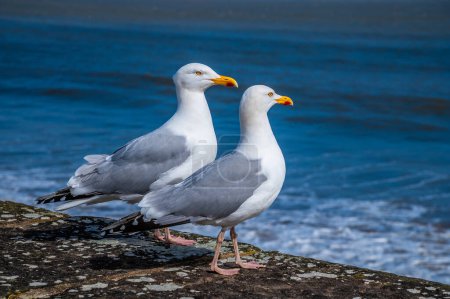 A view of a pair of seagulls on outer harbour wall in Saundersfoot, Wales on a bright spring day