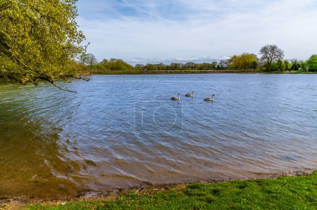 A view of young swans on Welford Reservoir, UK on a bright spring day