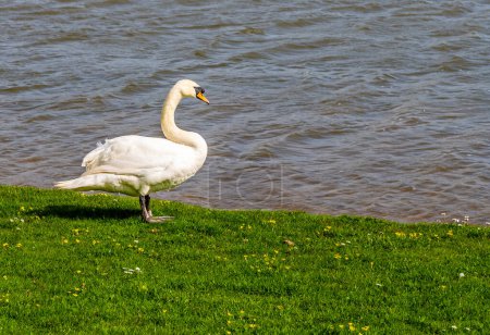 A view of a swan at the waters edge on Welford Reservoir, UK on a bright spring day