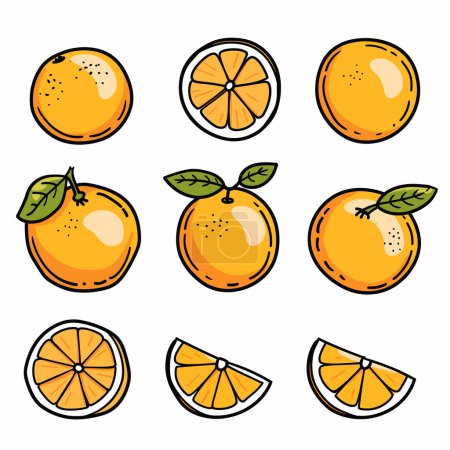 Bright oranges vector illustration including whole oranges, halved, orange slices. Cartoon drawing citrus fruit, fresh oranges green leaves, orange wedges isolated white background. Colorful fruit