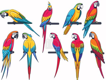 Brightly colored parrots various poses perched tropical birds illustration. Vivid macaws, blue, yellow, red feathers, playful avian expressions, perching branch, isolated white background. Colorful