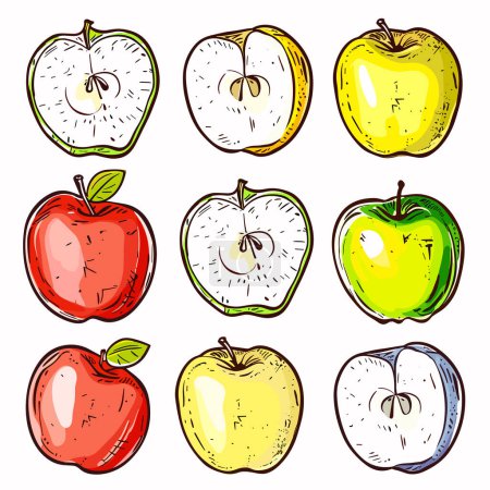Vectores de manzanas dibujadas a mano, frutas coloridas dibujadas, manzanas rojas verdes una mitad en rodajas. Ilustración artística manzanas frescas, diseño de fruta estilo boceto, dibujos de manzana vibrantes. Diferentes ángulos cortes