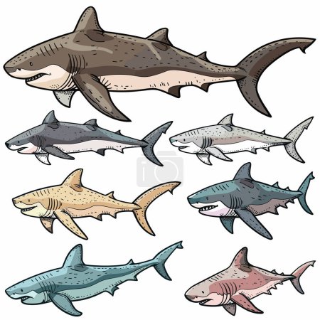 Collection various shark species illustrations, marine life diversity, shark identification chart. Detailed drawings sharks, educational material ocean biology illustration, species guide. Cartoon
