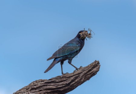 Foto de Cabo Starling africano en una rama, Namibia, África - Imagen libre de derechos