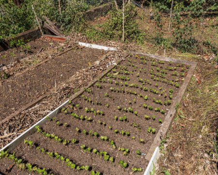 Téléchargez les photos : Young coffee plants on a plantation, Bouquete, Panama - en image libre de droit