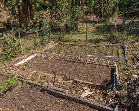 Téléchargez les photos : Young coffee plants on a plantation, Bouquete, Panama - en image libre de droit