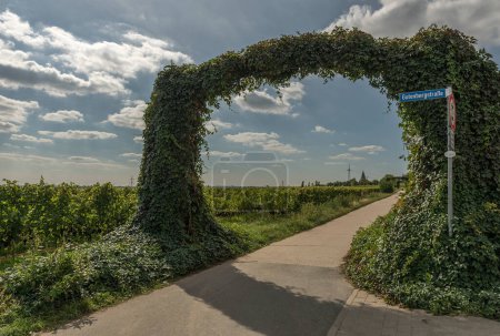 Foto de Floersheimer Warte, viewpoint in the vineyards of Wicker - Imagen libre de derechos