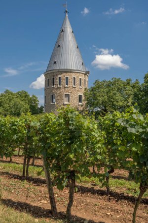 Foto de Floersheimer Warte, viewpoint in the vineyards of Wicker - Imagen libre de derechos
