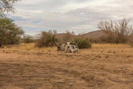 Foto de Ganado de cuerno largo africano en un recinto de una granja en Namibia - Imagen libre de derechos
