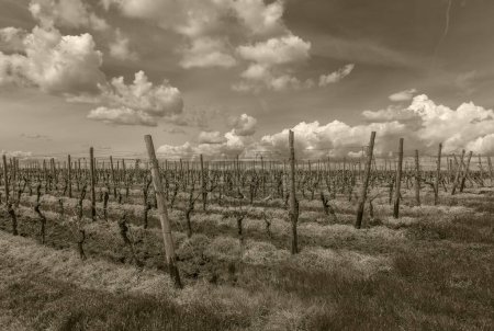 Photo for Grapevines in the Rheingau near Florsheim Wicker, Hesse, Germany - Royalty Free Image