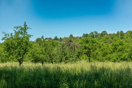 Photo for Orchard meadow in summer with apple tree - Royalty Free Image