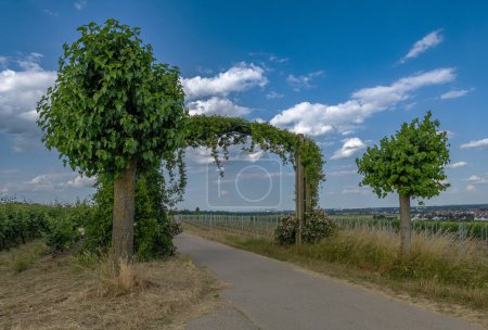 Téléchargez les photos : Vignobles dans le parc régional principal du Rhin près de Floersheimer Warte - en image libre de droit