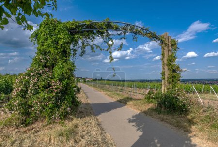Photo for Vineyards in the Rhein Main Regional Park near the Floersheimer Warte - Royalty Free Image