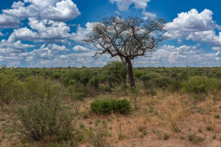Téléchargez les photos : Paysage dans le parc national de Khaudum, Namibie - en image libre de droit