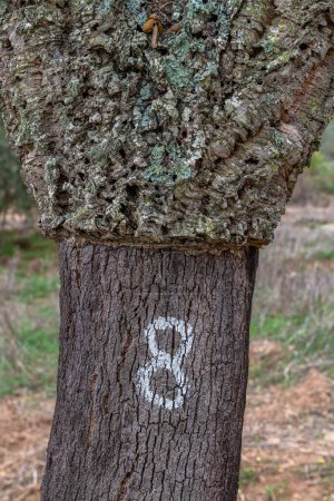 Photo for Peeled bark of cork oak - Royalty Free Image