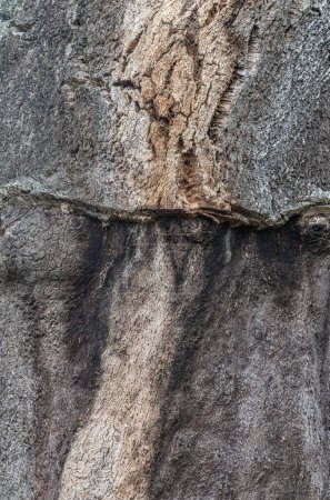 Téléchargez les photos : Écorce pelée de chêne-liège - en image libre de droit