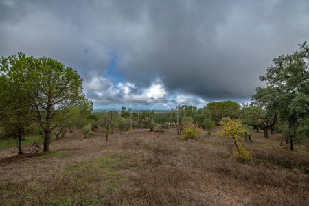 Photo for Traditional landscape of the Alentejo with cork trees, Portugal - Royalty Free Image