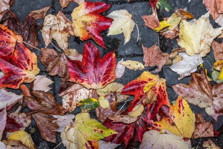 Foto de Hojas coloridas de otoño sobre adoquines - Imagen libre de derechos