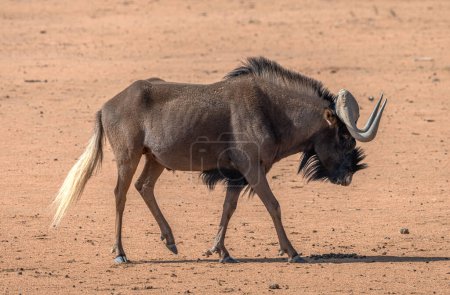 Photo for African antelope from the wildebeest genus, Namibia - Royalty Free Image