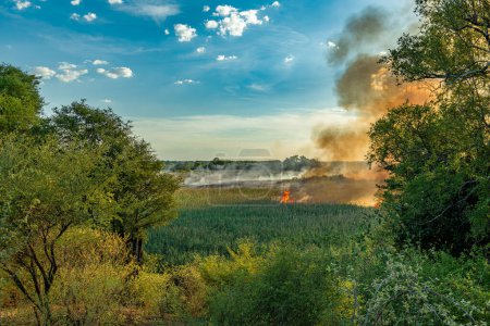 Foto de Incendios forestales en el río Kwando, región de Zambezi, Namibia - Imagen libre de derechos