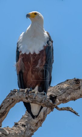 Foto de Águila pescadora africana, Haliaeetus vocifer, encaramado en rama muerta, Botswana - Imagen libre de derechos