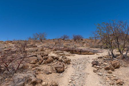 Troncos de árboles petrificados y mineralizados, Khorixas, Damaraland, Namibia
