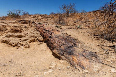 troncs d'arbres pétrifiés et minéralisés, Khorixas, Damaraland, Namibie