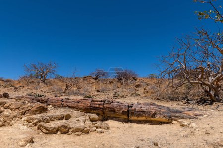 Troncos de árboles petrificados y mineralizados, Khorixas, Damaraland, Namibia
