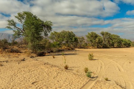 Téléchargez les photos : Végétation sur la rivière sèche Ugab, Namibie - en image libre de droit