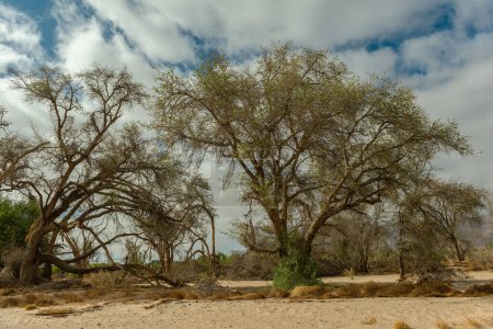 Téléchargez les photos : Végétation sur la rivière sèche Ugab, Namibie - en image libre de droit