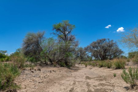 Photo for The dry riverbed of the Ugab River, Damaraland, Namibia - Royalty Free Image