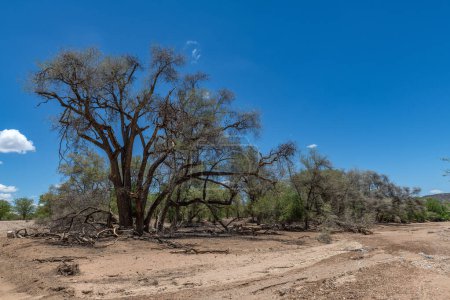 The dry riverbed of the Ugab River, Damaraland, Namibia