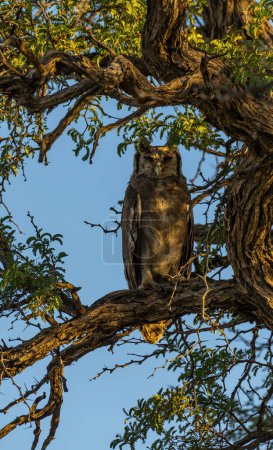Téléchargez les photos : Chouette-aigle sur la branche d'un acacia - en image libre de droit