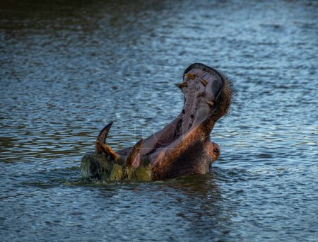 Foto de Hipopótamo adulto con la boca abierta, Otjozondjupa, Namibia - Imagen libre de derechos
