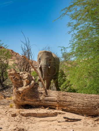 Éléphant du désert sur les rives de la rivière sèche Ugab, Namibie