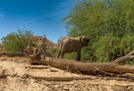 Éléphant du désert sur les rives de la rivière sèche Ugab, Namibie