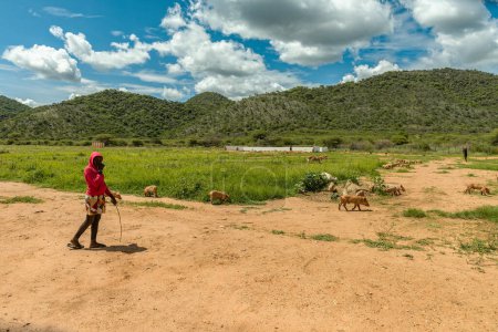 Foto de REGIÓN OTAVI, NAMIBIA-ENERO 08, 2024: Pastora con un grupo de cerdos, Otavi, Namibia - Imagen libre de derechos