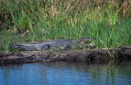 Téléchargez les photos : Crocodiles du Nil, Crocodylus niloticus, sur les rives du fleuve Kwando, Caprivi, Namibie - en image libre de droit