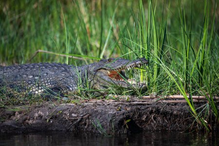 Nile crocodiles,Crocodylus niloticus, on the banks of the Kwando River, Caprivi, Namibia