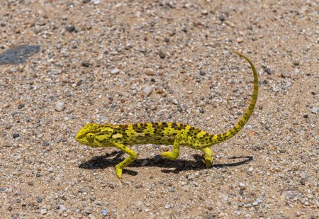 Photo for Namaqua chameleon, Chamaeleo namaquensis crossing a gravel road, Namibia - Royalty Free Image