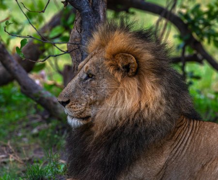 Téléchargez les photos : Jeune lion mâle dans le delta de l'Okavango, Botswana - en image libre de droit