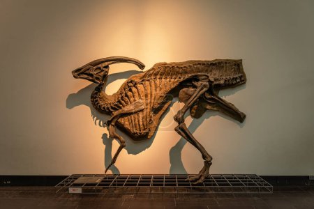 Téléchargez les photos : FRANKFURT AM MAIN, ALLEMAGNE-MARS 09, 2022 : squelettes de dinosaures au Musée Senckenberg, Francfort, Allemagne - en image libre de droit