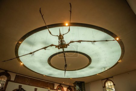 Téléchargez les photos : FRANKFURT AM MAIN, ALLEMAGNE-MARS 09, 2022 : squelettes de dinosaures au Musée Senckenberg, Francfort, Allemagne - en image libre de droit
