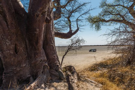 Baobab tree on the edge of the Makgadikgadi salt pan in Botswana