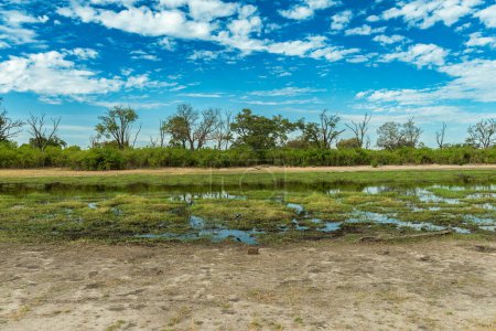 Beautiful landscape at the Khwai River, Botswana