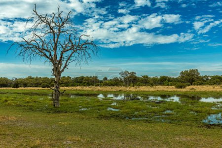 Beautiful landscape at the Khwai River, Botswana