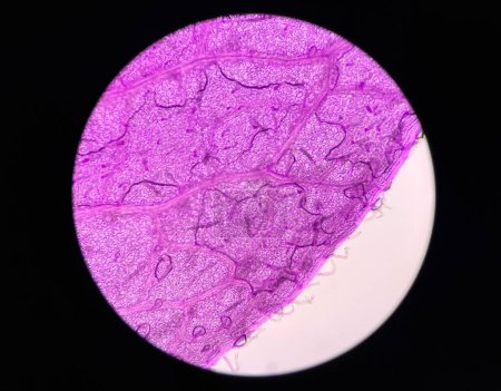 Foto de Las células de las plantas del estoma encuentran con el concepto de educación del microscopio 10x. - Imagen libre de derechos