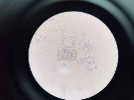 Photo for Budding yeast cell in nature smear in environment. - Royalty Free Image