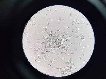 Photo for Budding yeast cell in nature smear in environment. - Royalty Free Image